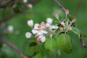 Pretty apple branch with pink and white buds