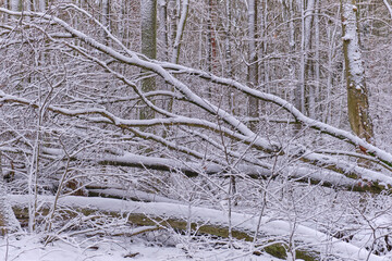winter forest under the snow
