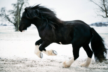 Shire Horse Black Horse Stallion 