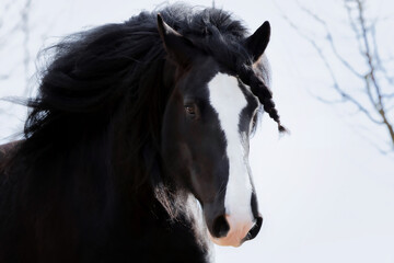 Fototapeta na wymiar Shire Horse Black Horse Stallion 