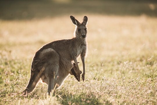 Känguru-Bilder: Stock-Fotos & -Videos. | Adobe Stock