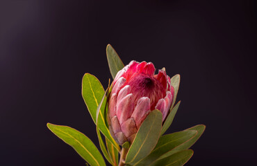 Beautiful Protea Flower against a black background. Blooming Pink King Protea Plant. Exotic Flower Close-up. Floral Theme Banner.