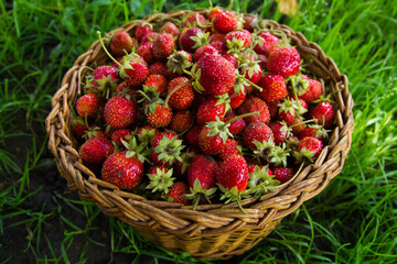 Berries of strawberry.Berries of strawberry in a wicker basket