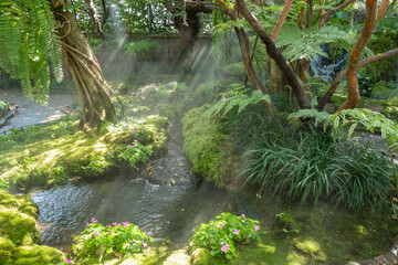 The Beautiful spring moss and fern in the garden under big trees, Chiang Mai, Thailand