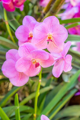 The bright colorful pink orchid flowers in Thailand Botanical garden.