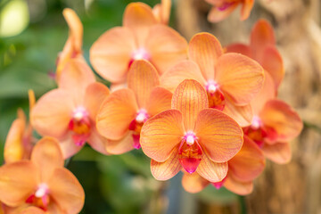 Fototapeta na wymiar The Orange Phalaenopsis orchid flower blossom in garden