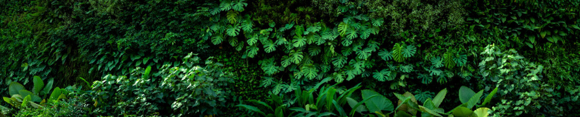Naklejka na ściany i meble Group background of dark green tropical leaves ( monstera, palm, coconut leaf, fern, palm leaf,bananaleaf) Panorama background. concept of nature