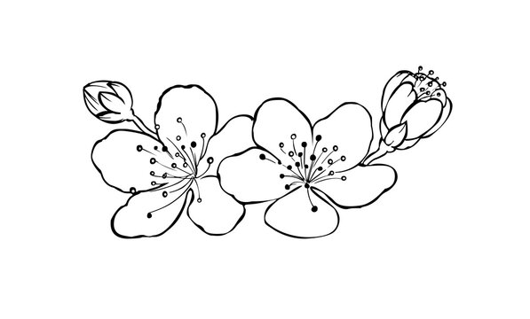 Branches of blossoming cherry sakura freehand drawing in black outline. Template for design cards, stationery, accessories