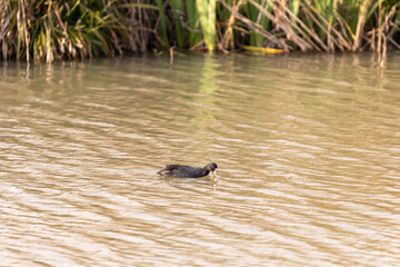 An adult  black duck with a white nose floats on the surface of the water and looks for prey in the Hula Lake Nature Reserve, in northern Israel