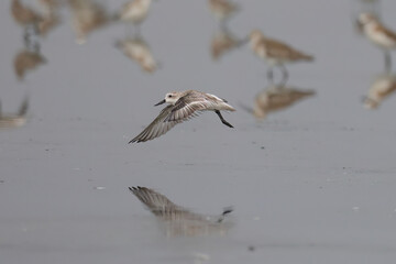 Spoon-billed sandpiper flies for food in the water rare birds endangered