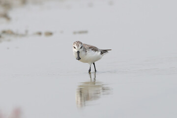 Beautiful Bird of Spoon-billed Sandpiper ( Eurynorhynchus pygmeus ) in real nature  Spoon-billed Sandpiper Site,  Thailand. Rare Winter Visitor