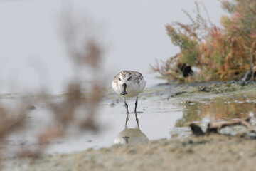Spoon-billed Sandpiper forages in the water rare birds endangered