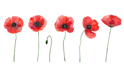 Vector set of red poppies. Colorful meadow wild flowers. Watercolor hand drawn illustration isolated on white background.