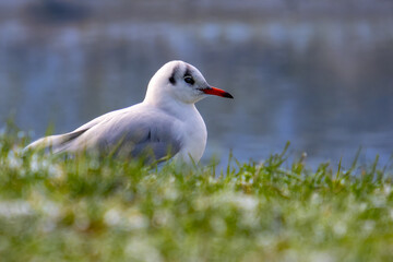 seagull on the grass