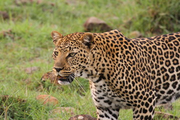 Obraz na płótnie Canvas Face closeup of a wild leopard walking in savanna