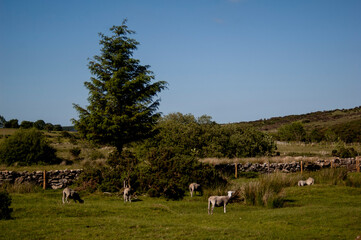 herd of sheep in the field