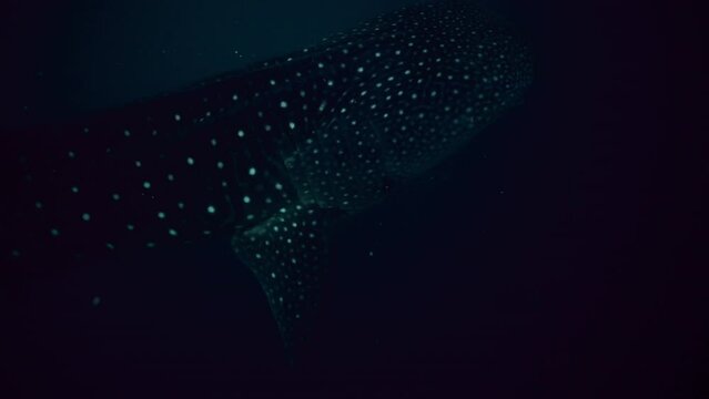 Slow Motion Shot Of White Dotted Skin Of Whale Shark Swimming In Ocean - Lombok, Indonesia