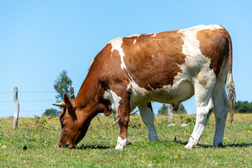 Fototapeta na wymiar bovinos pastando en el campo