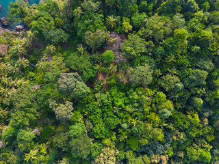 Naklejka premium Tropical green tree forest background aerial view
