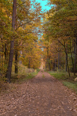 Obraz premium In the middle of the park in the fall season, yellow leaves. A good place to walk.