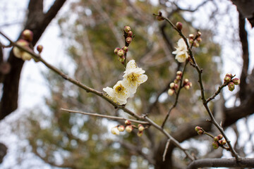 梅の花