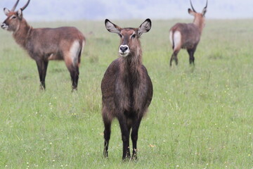 Naklejka na ściany i meble Waterbuck cow looking alert with two more waterbuck cpows at distance