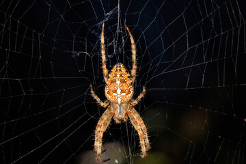 A large poisonous cross-spider against the background of its web on a dark background.
