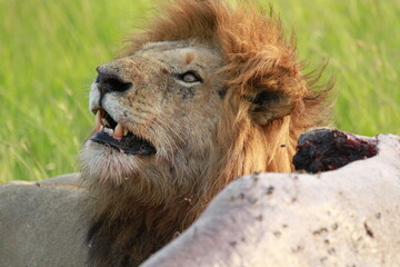 Fototapeta premium Lion feeding on a buffao carcass and looking up with his mouth open 
