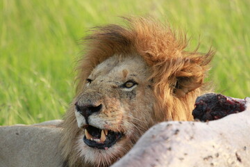Lion feeding on a buffao carcass and roaring at lionesses from his pride