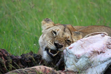 Lioness feeding on a buffalo carcass chewing on buffalo skin