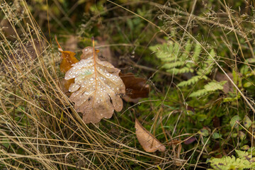 The golden colors of autumn leaves, a close-up of a branch backlit by the morning sun.