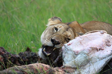 Lioness feeding on a buffalo carcass chewing on buffalo skin