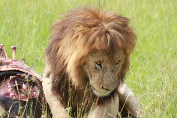 Portrait of a lion sitting near his buffalo killand looking down