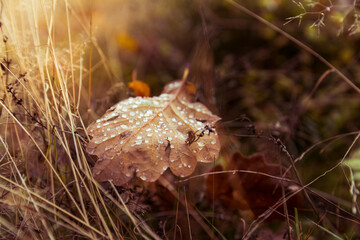 The golden colors of autumn leaves, a close-up of a branch backlit by the morning sun.