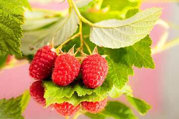 Raspberries with green leaves close-up.