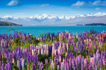 Majestic mountain lake with lupins blooming