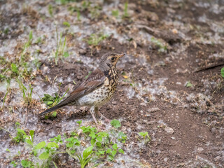 Wood bird Fieldfare, Turdus pilaris, on a sprng lawn.