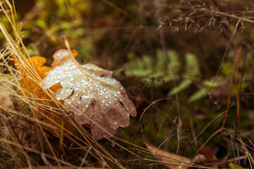 The golden colors of autumn leaves, a close-up of a branch backlit by the morning sun.