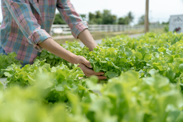Organic farming, salad farm. Farmers harvest salad vegetables into wooden boxes in rainy. Hydroponics vegetable grow naturally. greenhouse garden, Ecological Biological, Healthy, Vegetarian, ecology..