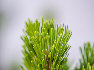 Fir branches with fresh shoots in spring.