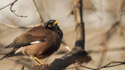 Birds of Kazakhstan in the City of Almaty