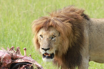 Obraz premium Portrait of an alert lion looking into camera, sitting near his buffalo kill