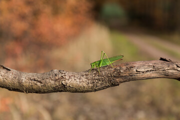 Grasshopper on a dry branch, insect close-up.