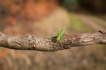Grasshopper on a dry branch, insect close-up.