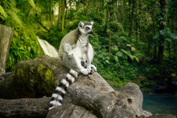lemur on a tree