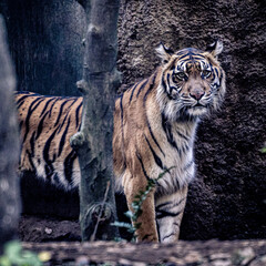 tiger on the rock