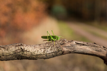 Grasshopper on a dry branch, insect close-up.