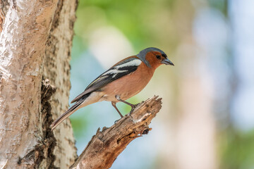 Common chaffinch, Fringilla coelebs, sits on a tree. Common chaffinch in wildlife.