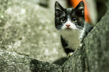 京都 夜の伏見稲荷大社に暮らす好奇心旺盛な野生の子猫