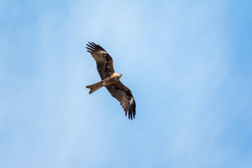 The bird of prey Black Kite flying in blue Sky
